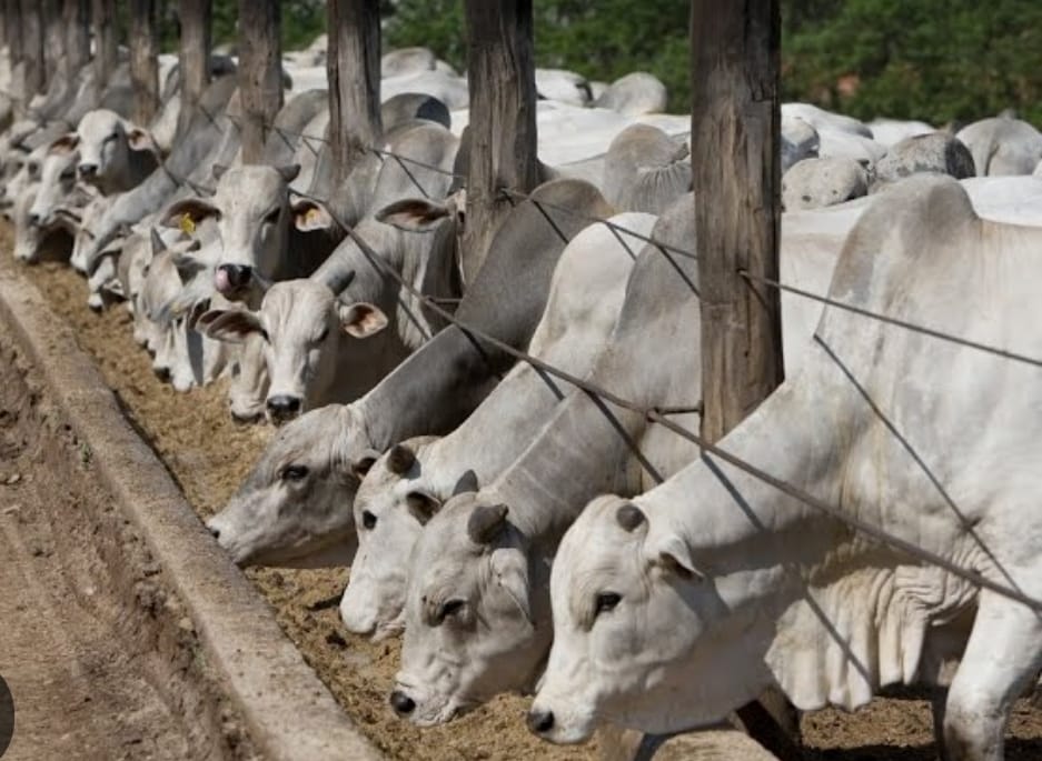 Ganado Nelore alimentándose en confinamiento
