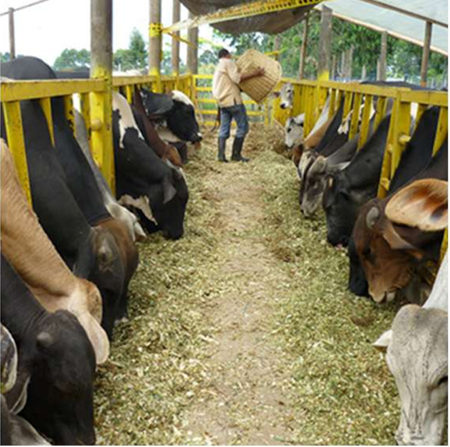 Alimentación de vacas